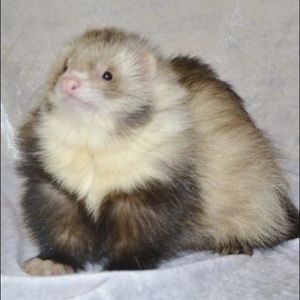 Meet your Posher, Micah